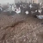 صوص بط بح