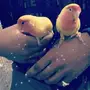 روز للبيع ذكر وانثى 