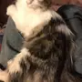 قطه شيرازيه رخيصه في ابها