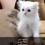 قطه شيرازي للبيع
