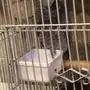 كاسكو افريقي للبيع