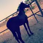 حصان كفو 