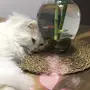 قط شيرازي للبيع 
