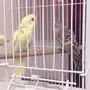 للتبني جميع انواع الطيور
