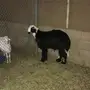 طليان هرافى