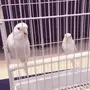 جوز باجي البينو للبيع او لا البدل