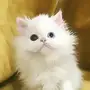 كيتن انثي شيرازي بيور 