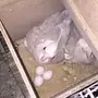 جوز كروان اللون حلو معه فرخين وباقي بيضه وحده
