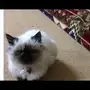 قطه هملايا 4 شهور