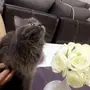 قط شيرازي للبيع