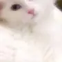 قط ابيض عيون ملونه وليف و مرح