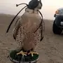 للبيع وكريه