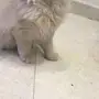قط ذكر 