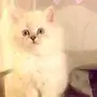 قطة هملايا للبيع . 