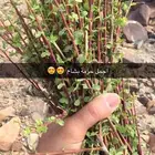 بشام طازج قطف يومي