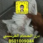 زغاليل حمام فرنسي شحم شرط