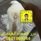 زغاليل حمام فرنسي شحم ماشاء الله