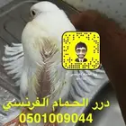زغاليل حمام فرنسي شحم ماشاء الله