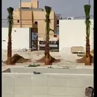 نخيل واشنطني