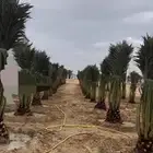 يوجد الدينا جميع انواع انخيل
