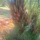 يوجدلدينا إخلاص فاخر