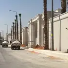نخل زينه للقصور والفلل الاستراحة واشنطن نخيل الوشنطني الزينه