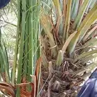 نخيل مثمر بجميع انواعه ومقاساته فسائل وجثايث ومجذر