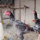 دجاج سندي بيور من نسل غبشان