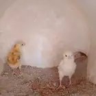 دجاجه سندي مع اثنين صوص