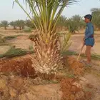 يوجدلدينا نقائل وفروخ صقعي ومجدول واخلاص