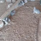 فروخ أرانب