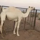 للبيع بعير علياني