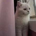قطه للتبني