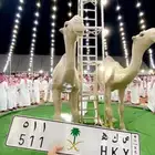 لوحة 511 رمز عتيبه الهيلا معها هدية