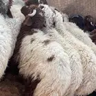 ذبائح طيبه