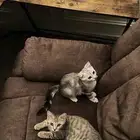 قطط سكوتش للتبني