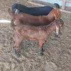 ثلاث جفار شهر ونص