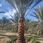 جثايث سكري وخلاص وصقعي المجدول العدد كبير جثايث على الشرط