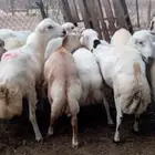 كباشه فران