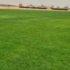 ثيل طبيعي