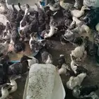 صوص بط عمر من شهر ونص لين شهرين