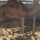 بكره للبيع