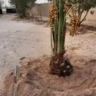 يوجد لدينا جميع انواع النخيل في السعودية للسعارالمناسبه