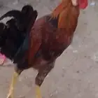 اثنين ديوك للبيع بصحه جيده واحد بلدي الثاني بكستاني