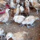 صوص بلدي هجين تركي عمر شهر