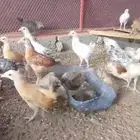 صيصان بلدي العدد زايد ناقص بحقه