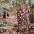 يوجد لدينا نخيل للبيع نخل طيب مشاء الله تبارك الله