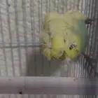 للبيع زوح بادجي هولندي هوقو وانصاص انجليزي وزوج روز للبيع