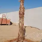 نخل وشطني نخيل زينه ابو مروحه جميع المقسات ونخل عربي فروخ