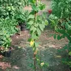 تنسيق حدائق الرياض